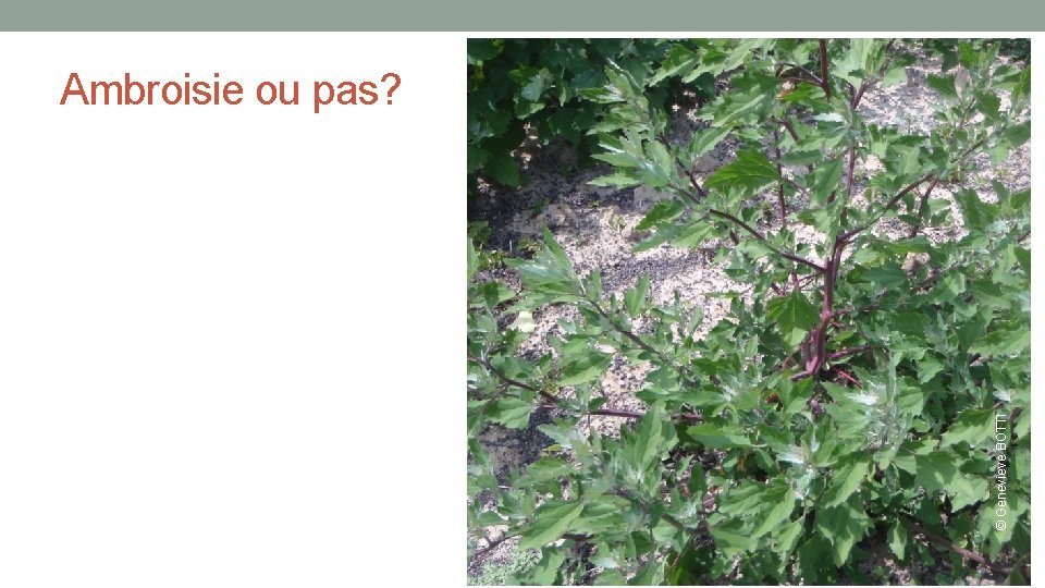© Genevieve BOTTI Ambroisie ou pas? 