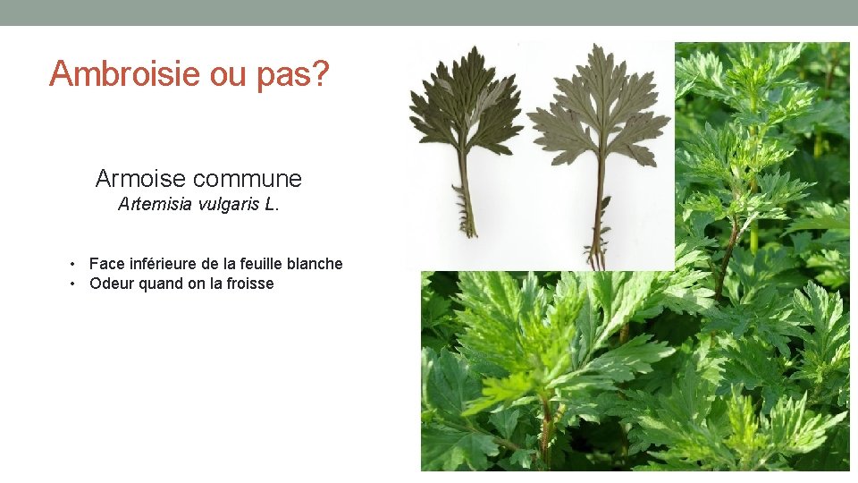 Ambroisie ou pas? Armoise commune Artemisia vulgaris L. • Face inférieure de la feuille