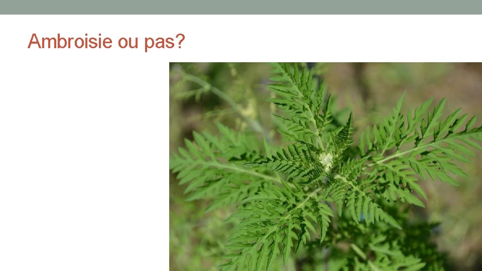 Ambroisie ou pas? 