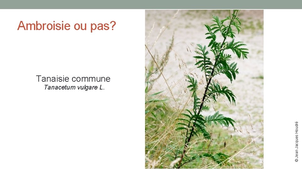 Ambroisie ou pas? Tanaisie commune Tanacetum vulgare L. © Jean Jacques Houdré 