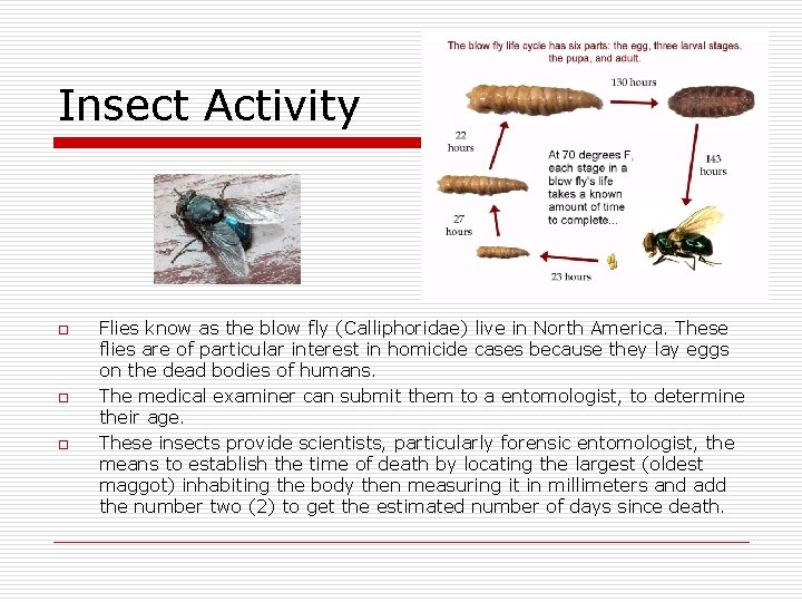 Insect Activity o o o Flies know as the blow fly (Calliphoridae) live in