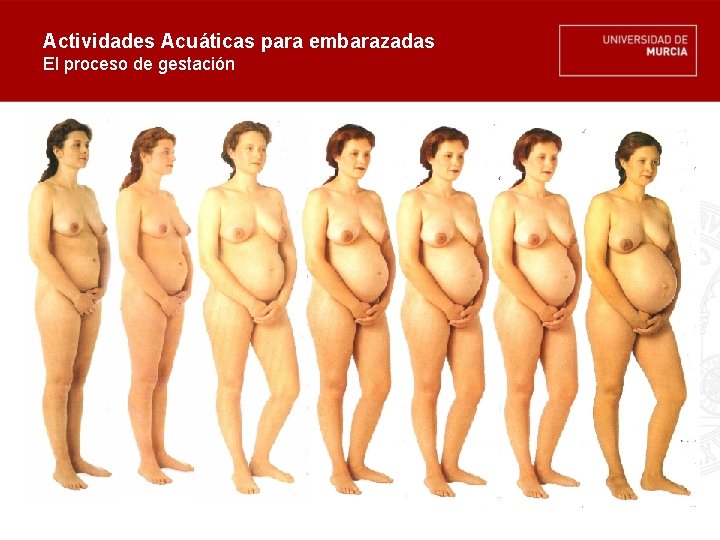 Actividades Acuáticas para embarazadas El proceso de gestación 