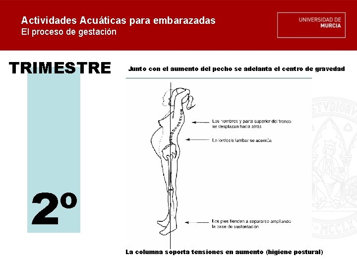 Actividades Acuáticas para embarazadas El proceso de gestación TRIMESTRE Junto con el aumento del