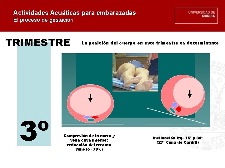 Actividades Acuáticas para embarazadas El proceso de gestación TRIMESTRE 3º La posición del cuerpo