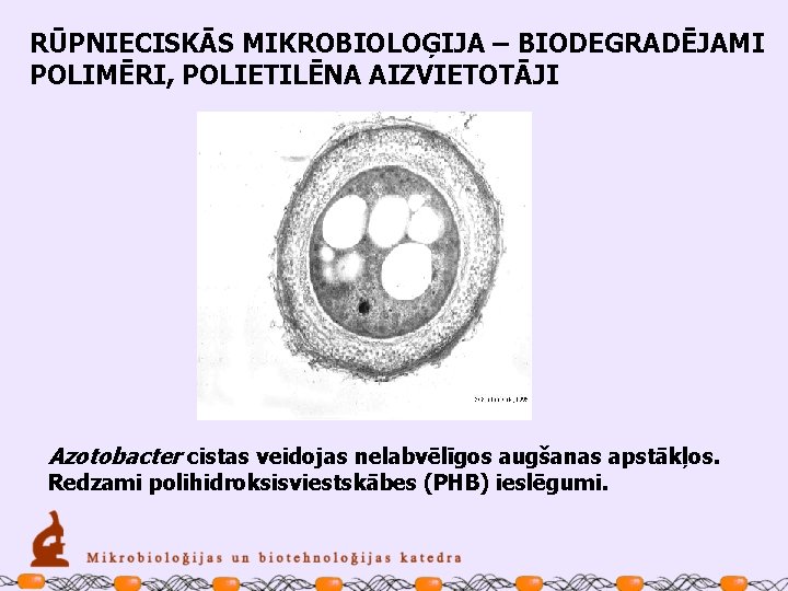 RŪPNIECISKĀS MIKROBIOLOĢIJA – BIODEGRADĒJAMI POLIMĒRI, POLIETILĒNA AIZVIETOTĀJI Azotobacter cistas veidojas nelabvēlīgos augšanas apstākļos. Redzami