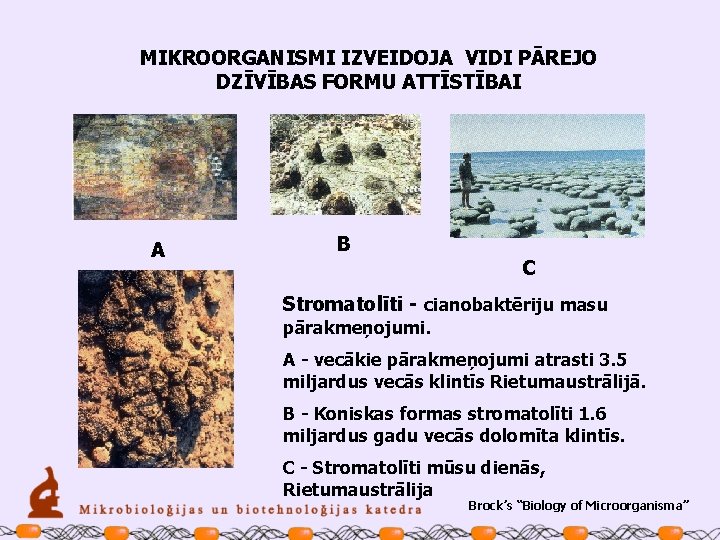 MIKROORGANISMI IZVEIDOJA VIDI PĀREJO DZĪVĪBAS FORMU ATTĪSTĪBAI A B C Stromatolīti - cianobaktēriju masu
