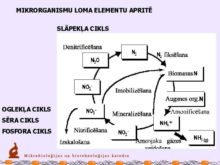 MIKRORGANISMU LOMA ELEMENTU APRITĒ SLĀPEKĻA CIKLS OGLEKĻA CIKLS SĒRA CIKLS FOSFORA CIKLS 