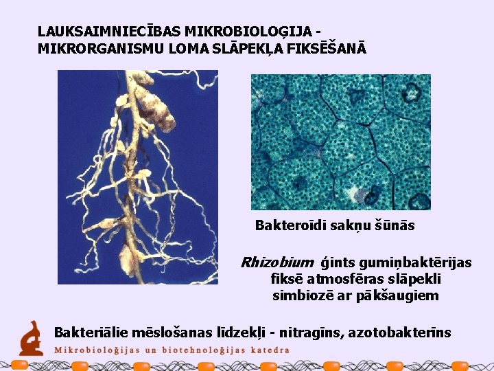 LAUKSAIMNIECĪBAS MIKROBIOLOĢIJA MIKRORGANISMU LOMA SLĀPEKĻA FIKSĒŠANĀ Bakteroīdi sakņu šūnās Rhizobium ģints gumiņbaktērijas fiksē atmosfēras