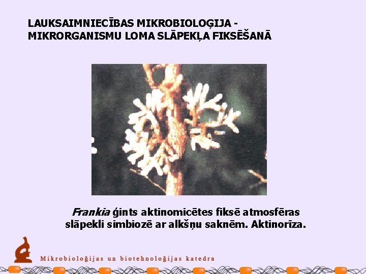 LAUKSAIMNIECĪBAS MIKROBIOLOĢIJA MIKRORGANISMU LOMA SLĀPEKĻA FIKSĒŠANĀ Frankia ģints aktinomicētes fiksē atmosfēras slāpekli simbiozē ar