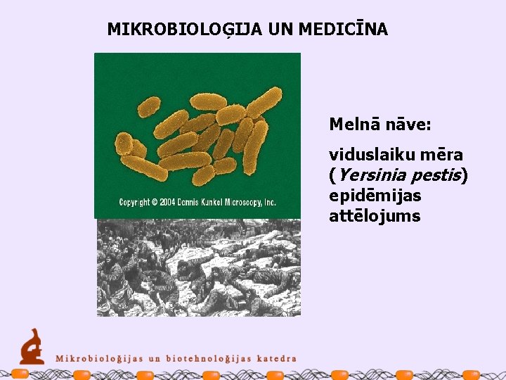 MIKROBIOLOĢIJA UN MEDICĪNA Melnā nāve: viduslaiku mēra (Yersinia pestis) epidēmijas attēlojums 
