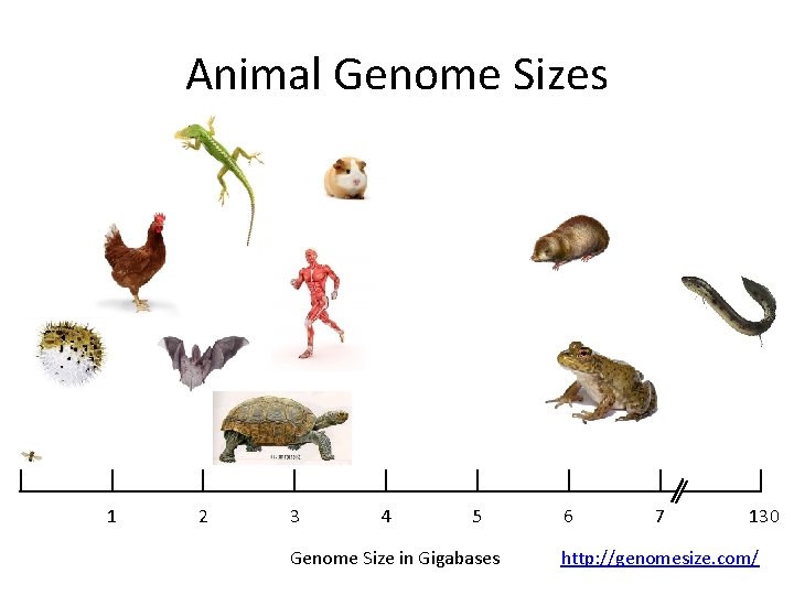 Animal Genome Sizes 1 2 3 4 5 Genome Size in Gigabases 6 7
