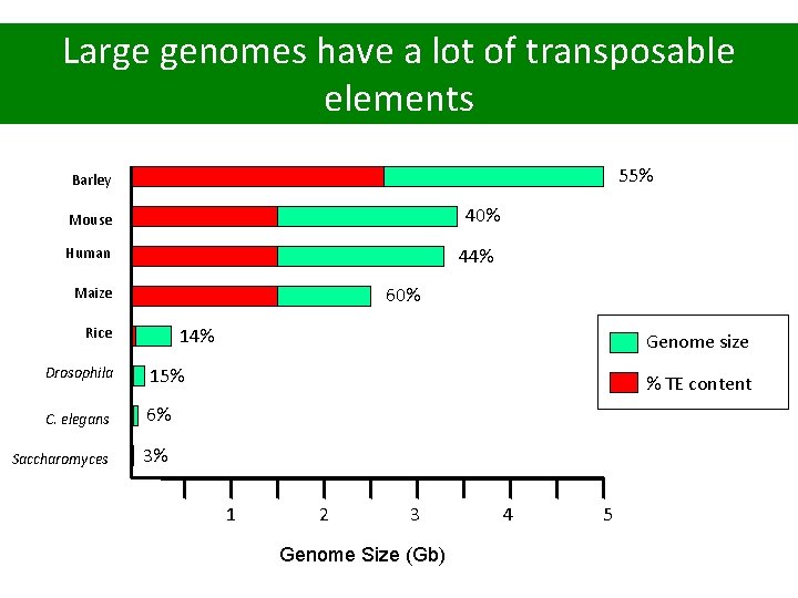 Large genomes have a lot of transposable elements 55% Barley 40% Mouse Human 44%