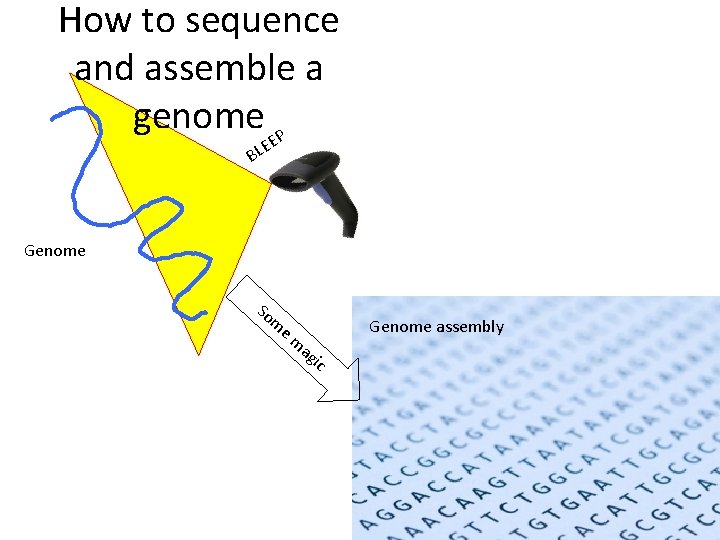 How to sequence and assemble a genome P EE BL Genome So m em