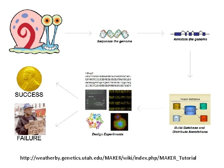 http: //weatherby. genetics. utah. edu/MAKER/wiki/index. php/MAKER_Tutorial 