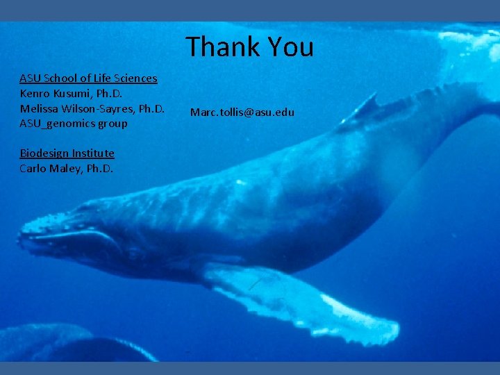Thank You ASU School of Life Sciences Kenro Kusumi, Ph. D. Melissa Wilson-Sayres, Ph.