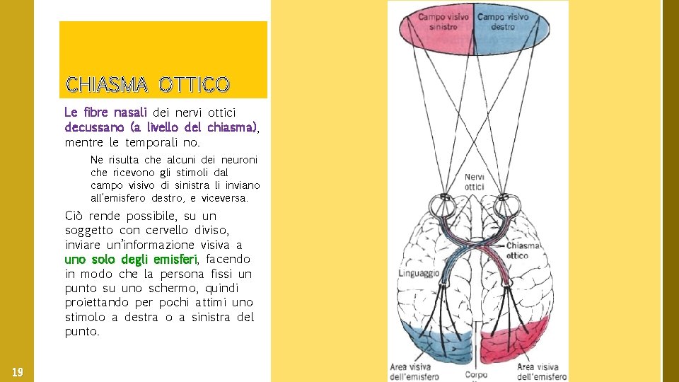 CHIASMA OTTICO Le fibre nasali dei nervi ottici decussano (a livello del chiasma), mentre