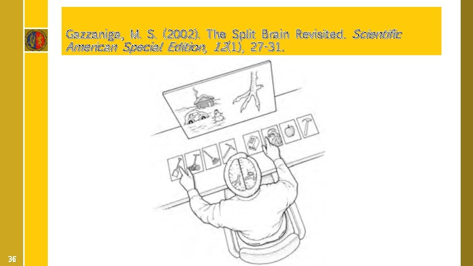 Gazzaniga, M. S. (2002). The Split Brain Revisited. Scientific American Special Edition, 12(1), 27