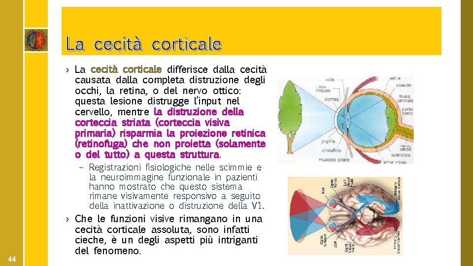 La cecità corticale › La cecità corticale differisce dalla cecità causata dalla completa distruzione