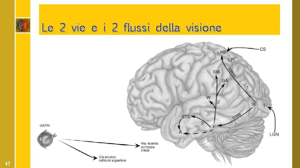 Le 2 vie e i 2 flussi della visione 47 