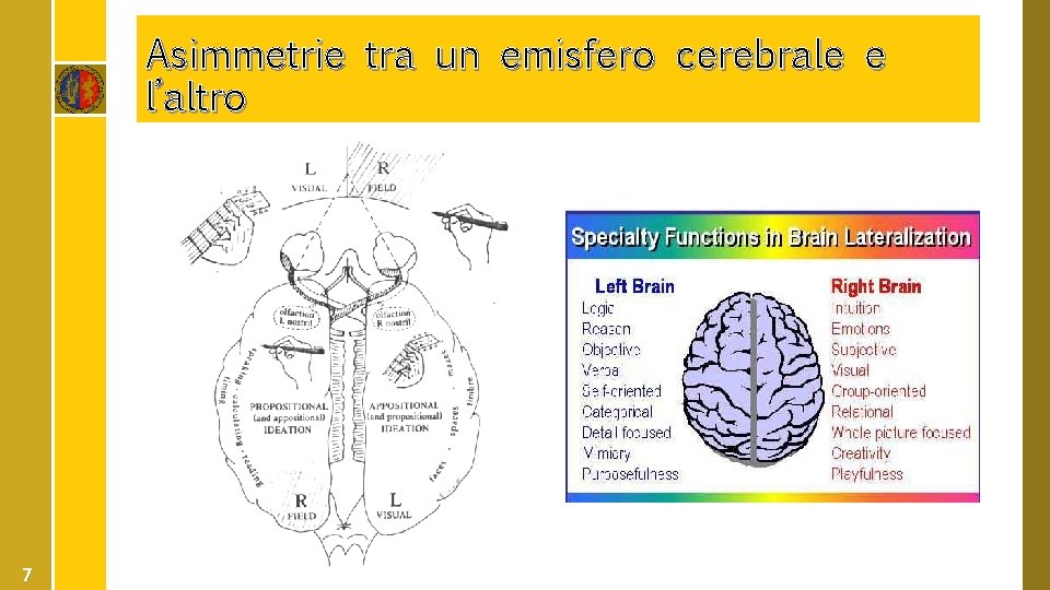 Asimmetrie tra un emisfero cerebrale e l’altro 7 