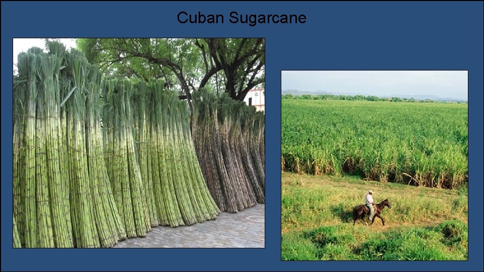 Cuban Sugarcane 