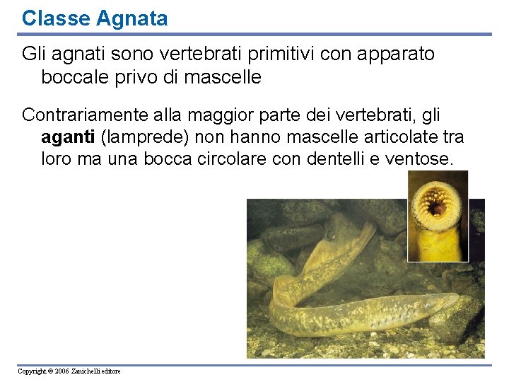 Classe Agnata Gli agnati sono vertebrati primitivi con apparato boccale privo di mascelle Contrariamente
