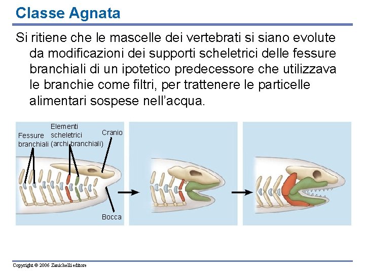 Classe Agnata Si ritiene che le mascelle dei vertebrati si siano evolute da modificazioni