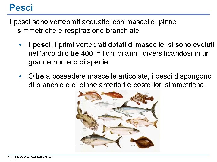 Pesci I pesci sono vertebrati acquatici con mascelle, pinne simmetriche e respirazione branchiale •