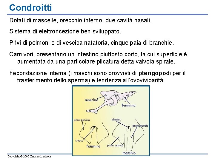 Condroitti Dotati di mascelle, orecchio interno, due cavità nasali. Sistema di elettroricezione ben sviluppato.