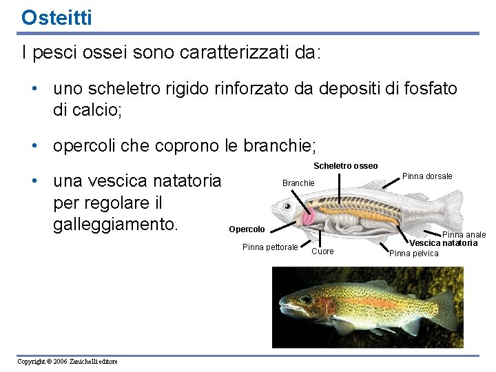 Osteitti I pesci ossei sono caratterizzati da: • uno scheletro rigido rinforzato da depositi