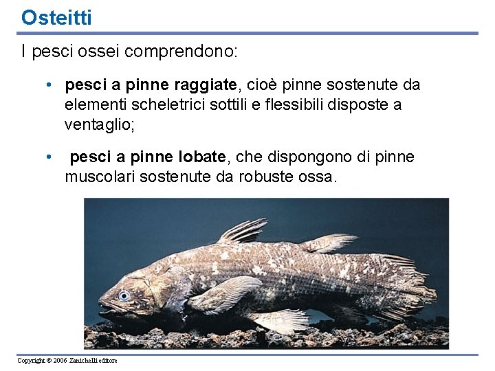 Osteitti I pesci ossei comprendono: • pesci a pinne raggiate, cioè pinne sostenute da