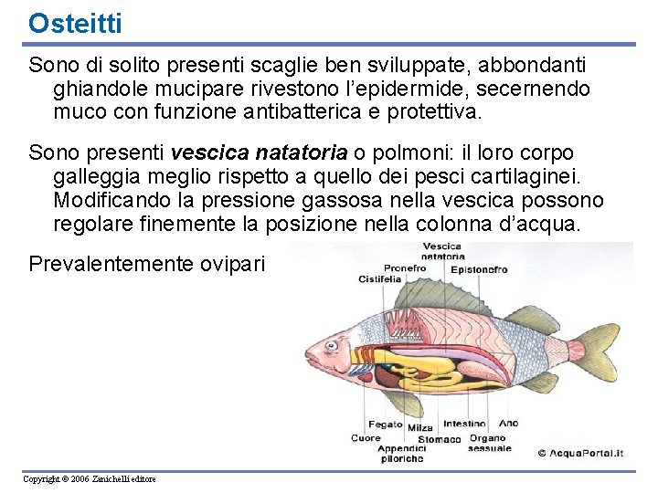 Osteitti Sono di solito presenti scaglie ben sviluppate, abbondanti ghiandole mucipare rivestono l’epidermide, secernendo