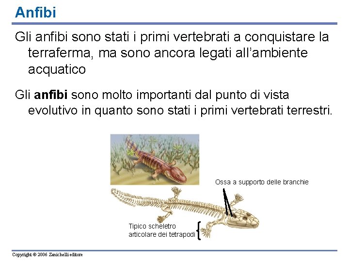 Anfibi Gli anfibi sono stati i primi vertebrati a conquistare la terraferma, ma sono