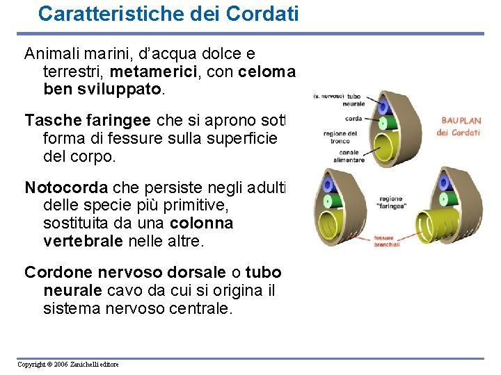 Caratteristiche dei Cordati Animali marini, d’acqua dolce e terrestri, metamerici, con celoma ben sviluppato.