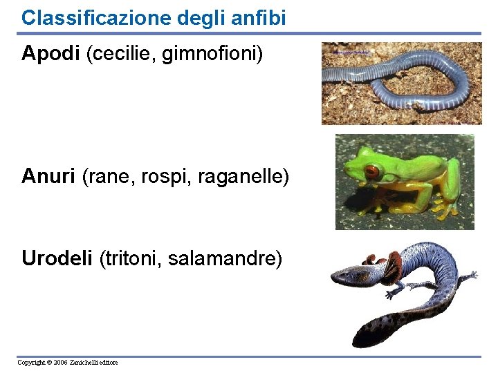 Classificazione degli anfibi Apodi (cecilie, gimnofioni) Anuri (rane, rospi, raganelle) Urodeli (tritoni, salamandre) Copyright