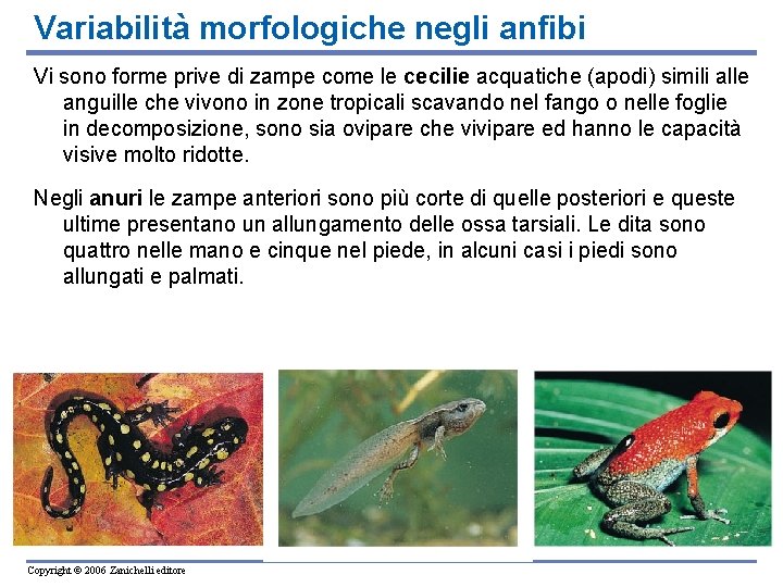 Variabilità morfologiche negli anfibi Vi sono forme prive di zampe come le cecilie acquatiche