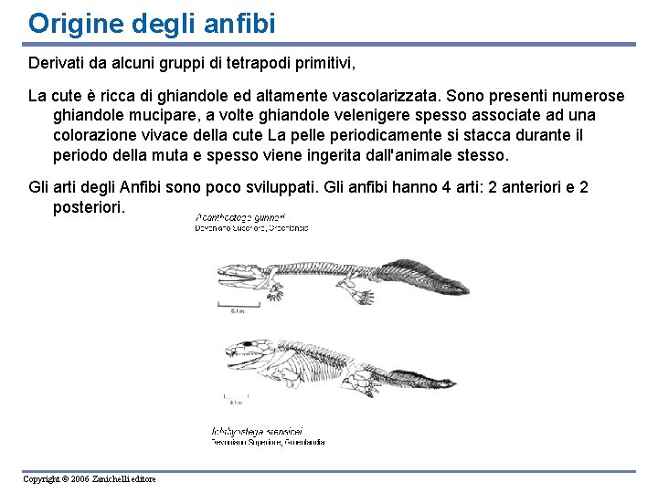 Origine degli anfibi Derivati da alcuni gruppi di tetrapodi primitivi, La cute è ricca