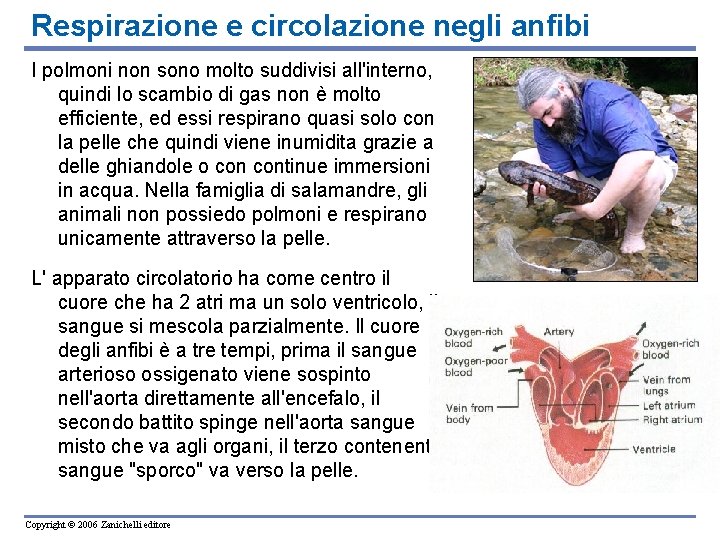 Respirazione e circolazione negli anfibi I polmoni non sono molto suddivisi all'interno, quindi lo