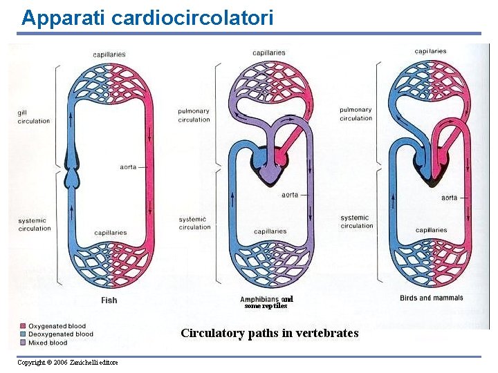 Apparati cardiocircolatori Copyright © 2006 Zanichelli editore 