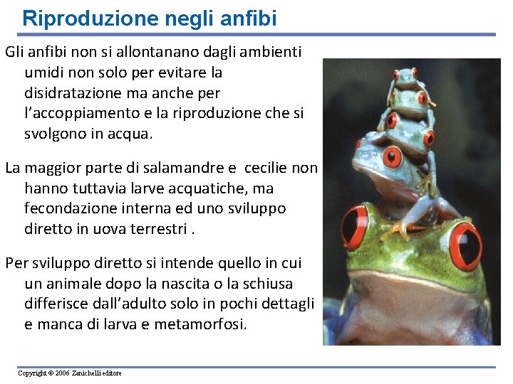 Riproduzione negli anfibi Gli anfibi non si allontanano dagli ambienti umidi non solo per