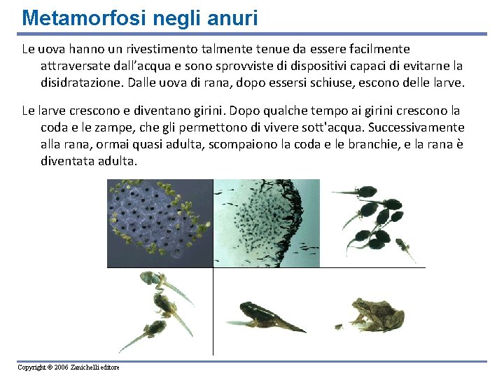 Metamorfosi negli anuri Le uova hanno un rivestimento talmente tenue da essere facilmente attraversate