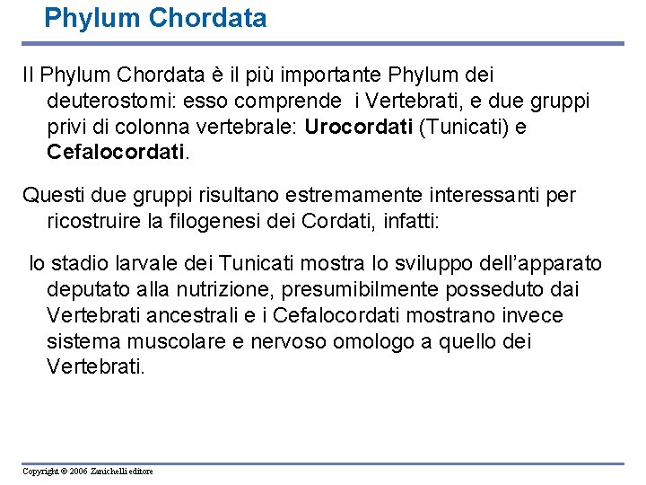 Phylum Chordata Il Phylum Chordata è il più importante Phylum dei deuterostomi: esso comprende