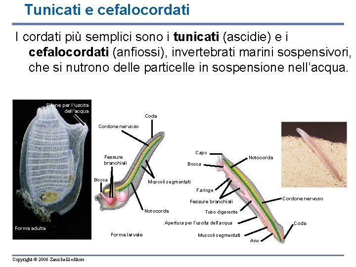 Tunicati e cefalocordati I cordati più semplici sono i tunicati (ascidie) e i cefalocordati