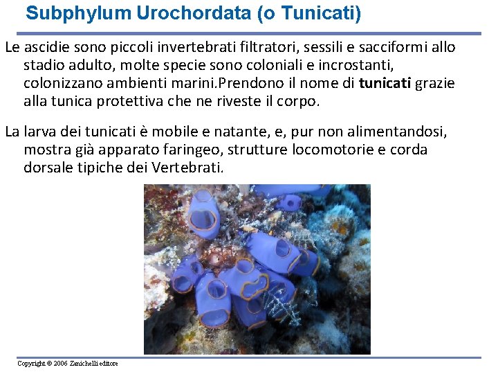 Subphylum Urochordata (o Tunicati) Le ascidie sono piccoli invertebrati filtratori, sessili e sacciformi allo