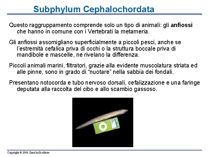 Subphylum Cephalochordata Questo raggruppamento comprende solo un tipo di animali: gli anfiossi che hanno