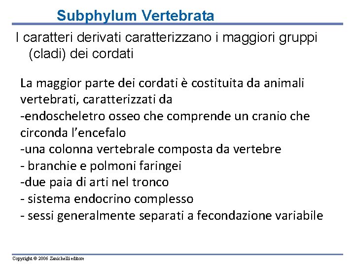 Subphylum Vertebrata I caratteri derivati caratterizzano i maggiori gruppi (cladi) dei cordati La maggior