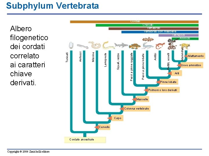 Subphylum Vertebrata Cordati Mammiferi Rettili, uccelli Anfibi Pesci a pinne lobate Pesci a pinne