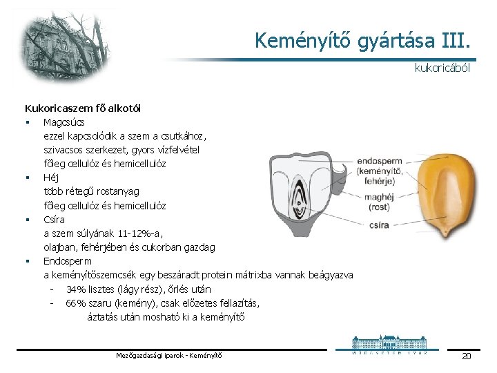 Keményítő gyártása III. kukoricából Kukoricaszem fő alkotói § Magcsúcs ezzel kapcsolódik a szem a