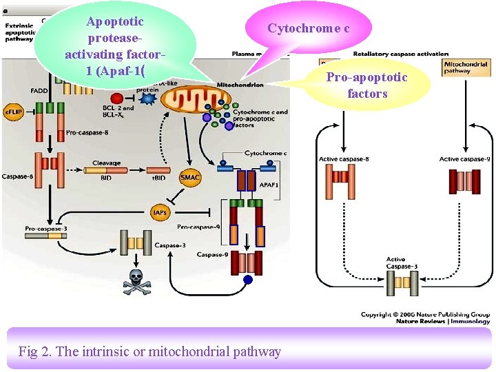 Apoptotic proteaseactivating factor 1 (Apaf-1( Cytochrome c Fig 2. The intrinsic or mitochondrial pathway