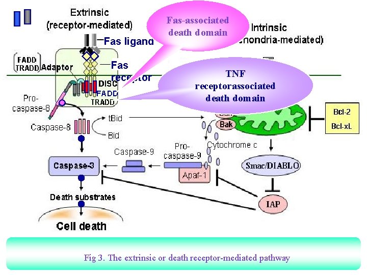 Fas ligand Fas receptor FADD Fas-associated death domain TNF receptorassociated death domain Fig 3.